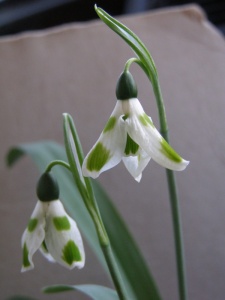 Galanthus elwesii Kencot Ripple